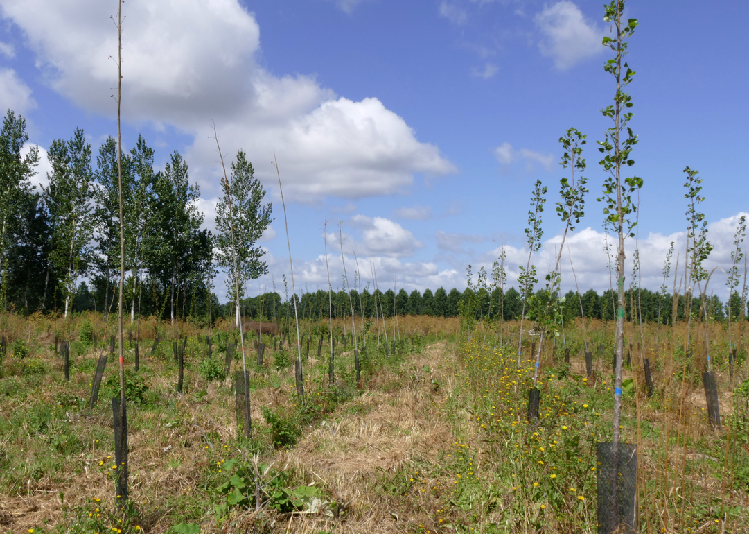 Dispositif expérimental stockage au froid des plants de peuplier